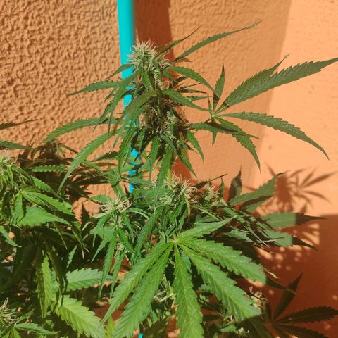 Maria Joana growlog timeline photo