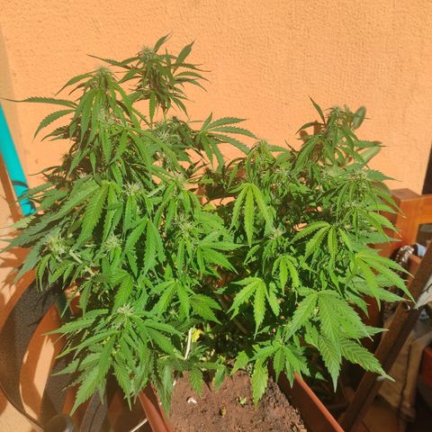 Maria Joana growlog timeline photo