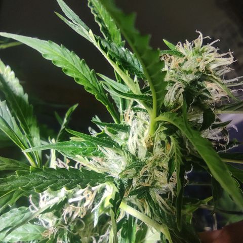 Maria Joana growlog timeline photo