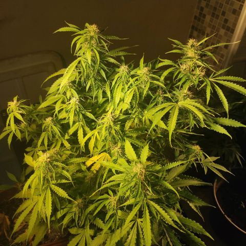 Maria Joana growlog timeline photo