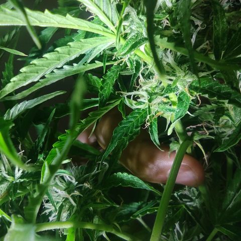 Maria Joana growlog timeline photo