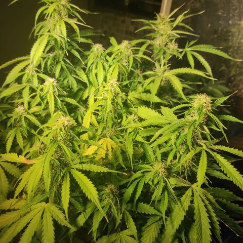 Maria Joana growlog timeline photo