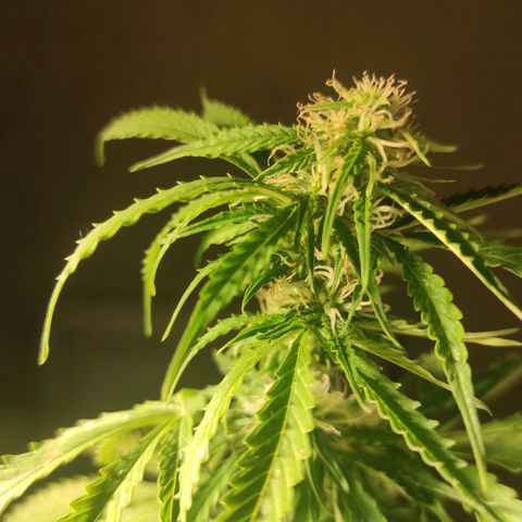 Maria Joana growlog timeline photo