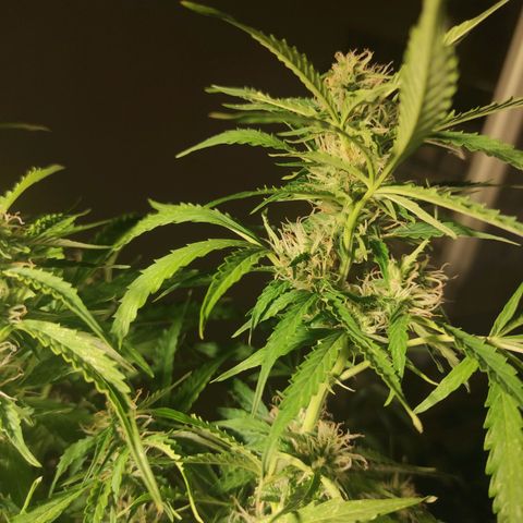 Maria Joana growlog timeline photo