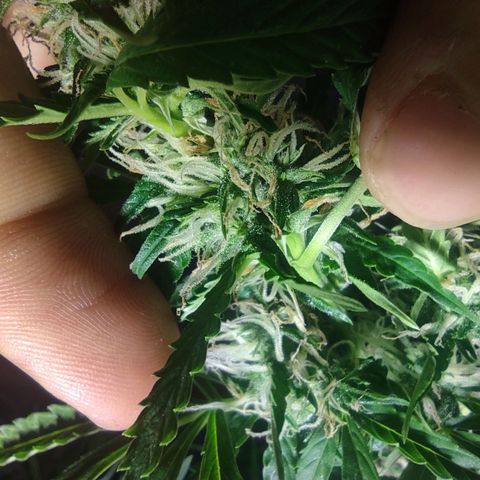 Maria Joana growlog timeline photo