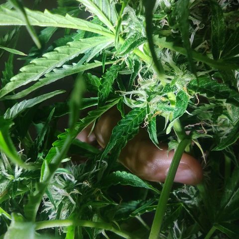 Maria Joana growlog timeline photo