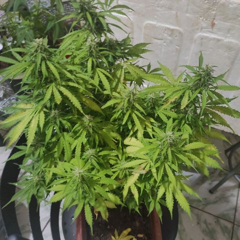 Maria Joana growlog photo: Joguei fertilizante foliar as 19h