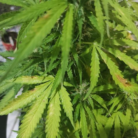 Maria Joana growlog photo: Joguei fertilizante foliar as 19h