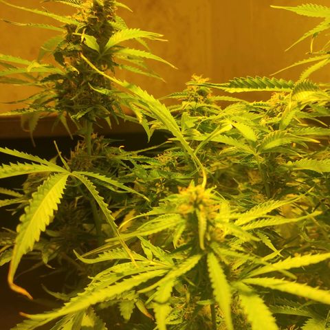 Maria Joana growlog photo: Começando a voltar a esverdear as folhas, pela aparência vai mais umas 2 ou 3 semanas para colheita.