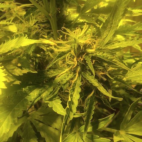 Maria Joana growlog photo: Começando a voltar a esverdear as folhas, pela aparência vai mais umas 2 ou 3 semanas para colheita.