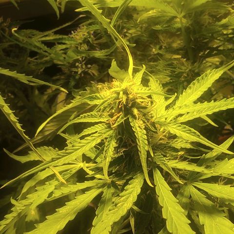 Maria Joana growlog photo: Começando a voltar a esverdear as folhas, pela aparência vai mais umas 2 ou 3 semanas para colheita.