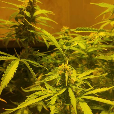 Maria Joana growlog photo: Começando a voltar a esverdear as folhas, pela aparência vai mais umas 2 ou 3 semanas para colheita.