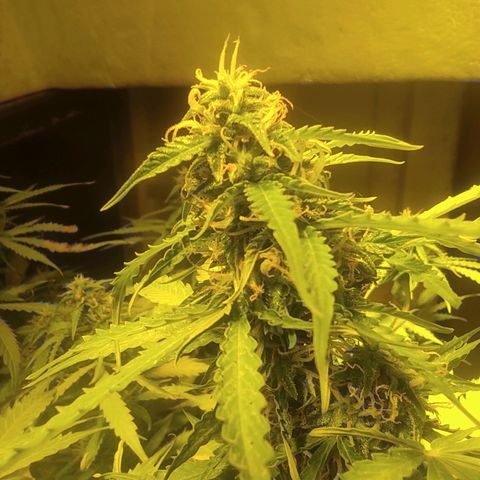 Maria Joana growlog photo: Começando a voltar a esverdear as folhas, pela aparência vai mais umas 2 ou 3 semanas para colheita.