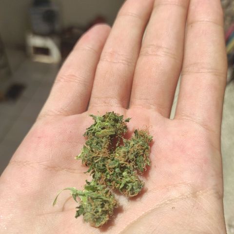 Maria Joana growlog photo: Cortei 2 galhos do principal e chapei 😍