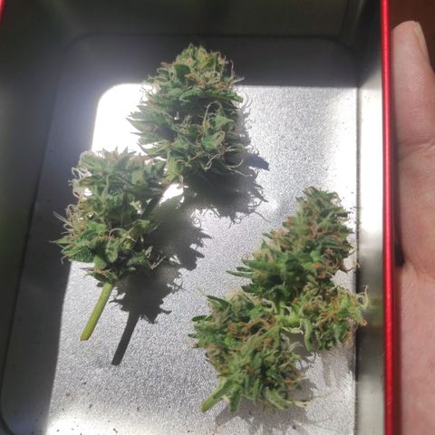 Maria Joana growlog photo: Cortei 2 galhos do principal e chapei 😍