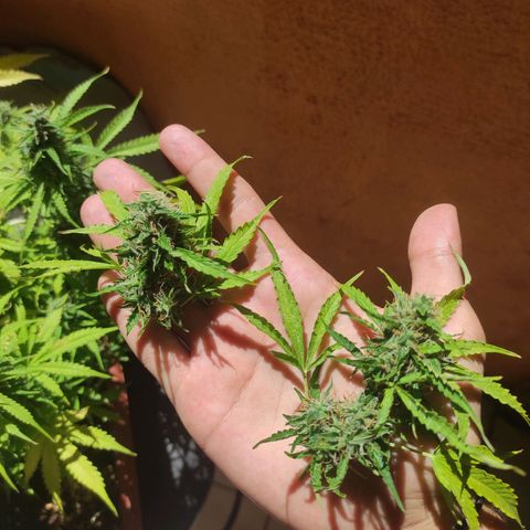 Maria Joana growlog photo: Cortei 2 galhos do principal e chapei 😍