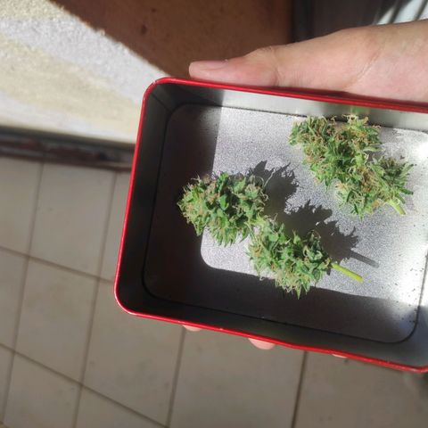 Maria Joana growlog photo: Cortei 2 galhos do principal e chapei 😍
