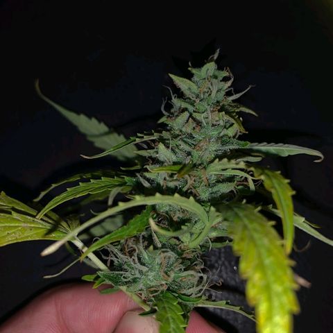 Maria Joana growlog timeline photo