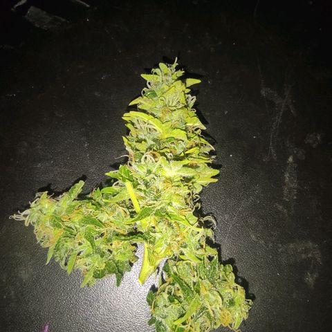 Maria Joana growlog timeline photo