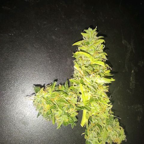 Maria Joana growlog timeline photo