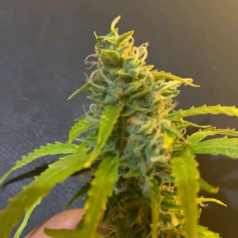 Maria Joana growlog timeline photo