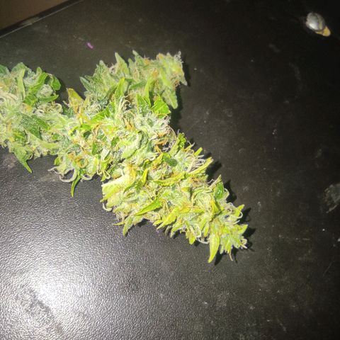 Maria Joana growlog timeline photo