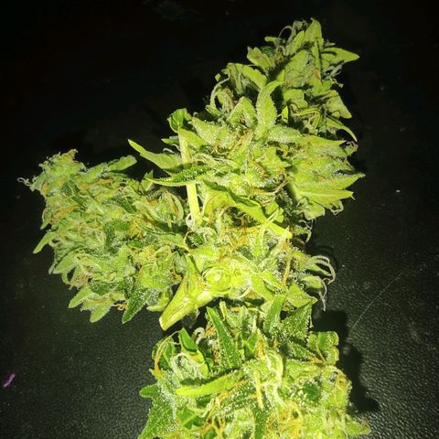 Maria Joana growlog timeline photo