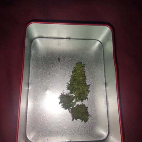 Maria Joana growlog timeline photo