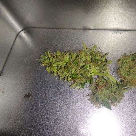 Maria Joana growlog timeline photo