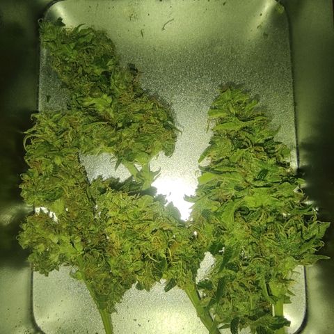 Maria Joana growlog timeline photo