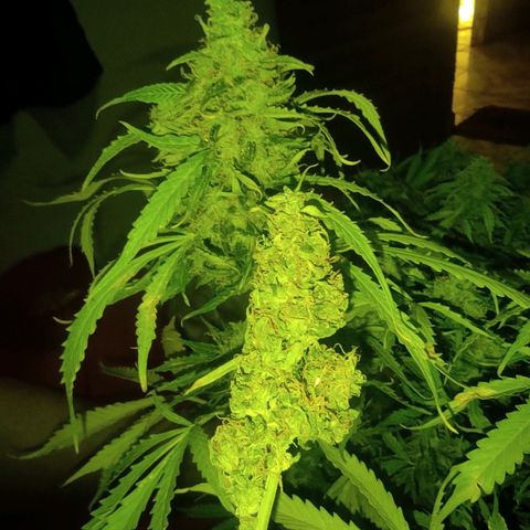 Maria Joana growlog timeline photo