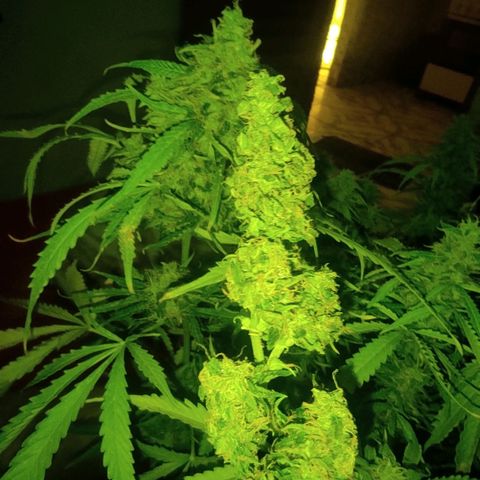Maria Joana growlog timeline photo