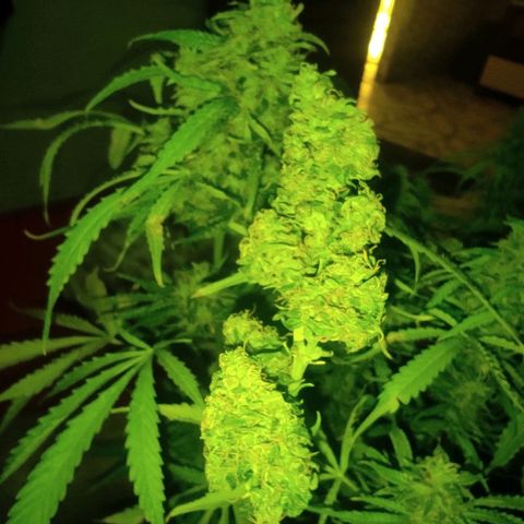 Maria Joana growlog timeline photo