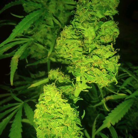 Maria Joana growlog timeline photo