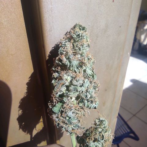 Maria Joana growlog timeline photo