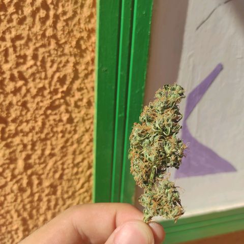 Maria Joana growlog timeline photo