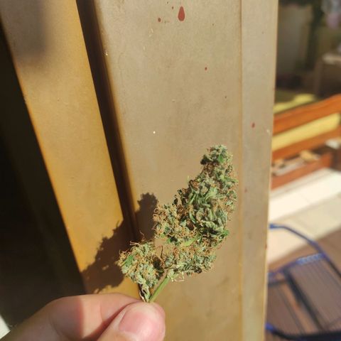 Maria Joana growlog timeline photo