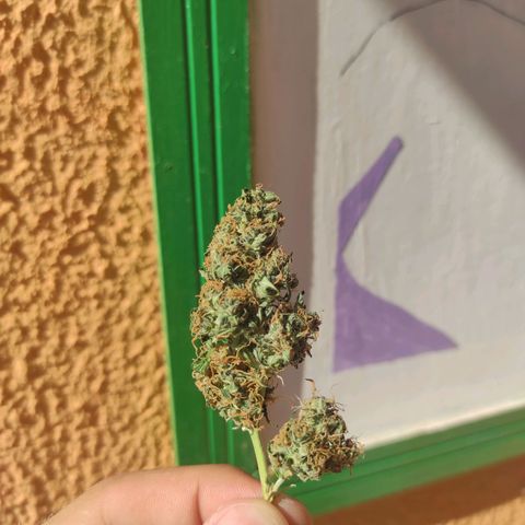 Maria Joana growlog timeline photo