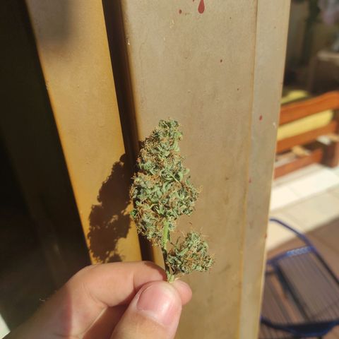 Maria Joana growlog timeline photo