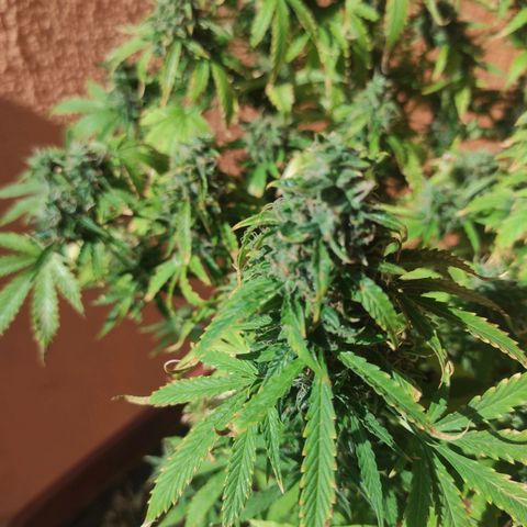 Maria Joana growlog timeline photo