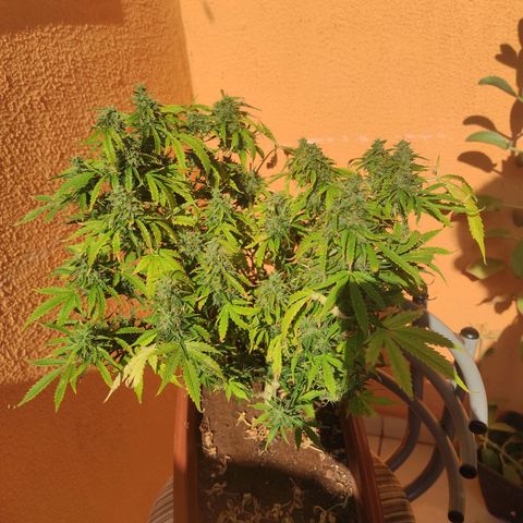Maria Joana growlog timeline photo