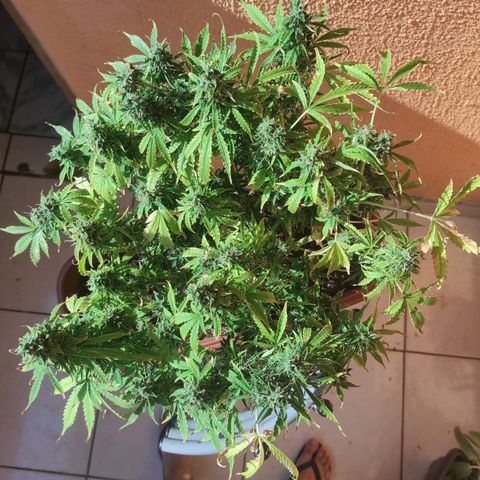 Maria Joana growlog timeline photo