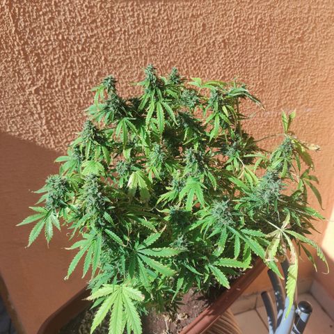 Maria Joana growlog timeline photo