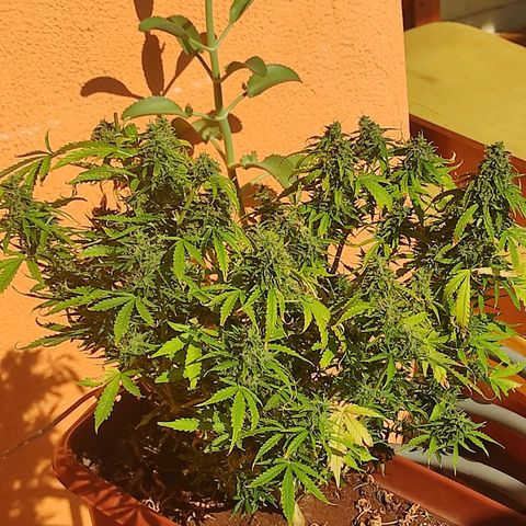 Maria Joana growlog timeline photo
