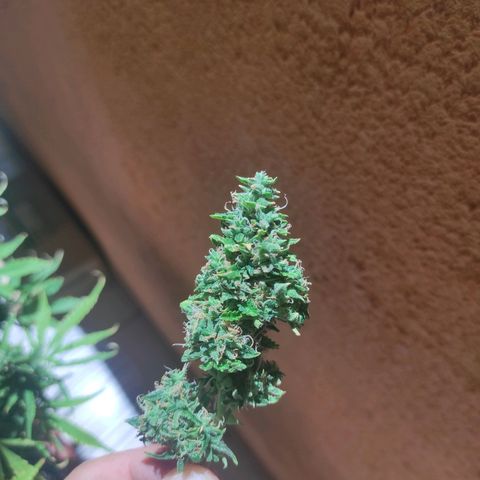 Maria Joana growlog photo: 4g molhado 