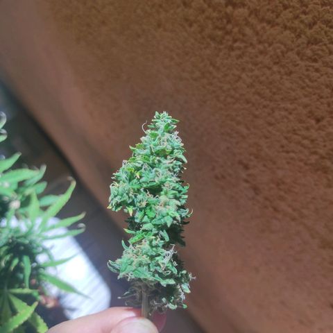 Maria Joana growlog photo: 4g molhado 