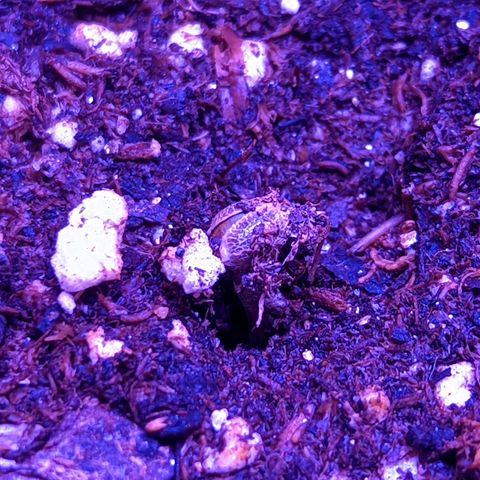 Girl Scout Cookies growlog photo: Seeds sprouted! I was worried about plant one since I almost drowned it. I will adjust lighting schedule tomorrow?