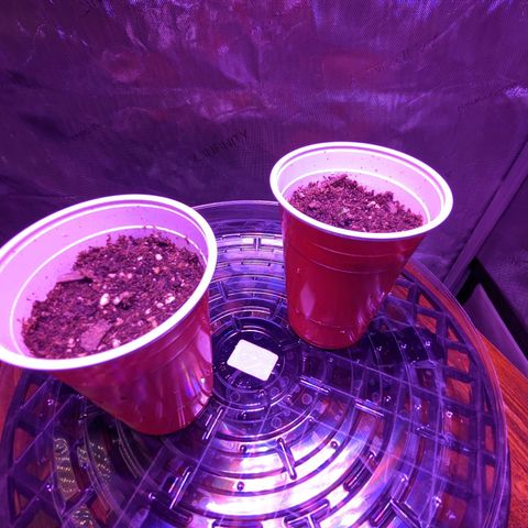 Girl Scout Cookies growlog photo: Seeds sprouted! I was worried about plant one since I almost drowned it. I will adjust lighting schedule tomorrow?