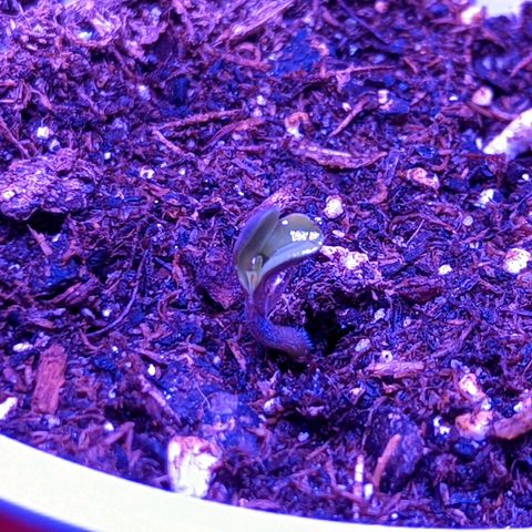 Girl Scout Cookies growlog photo: Seeds sprouted! I was worried about plant one since I almost drowned it. I will adjust lighting schedule tomorrow?