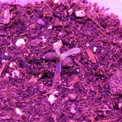 Girl Scout Cookies growlog timeline photo